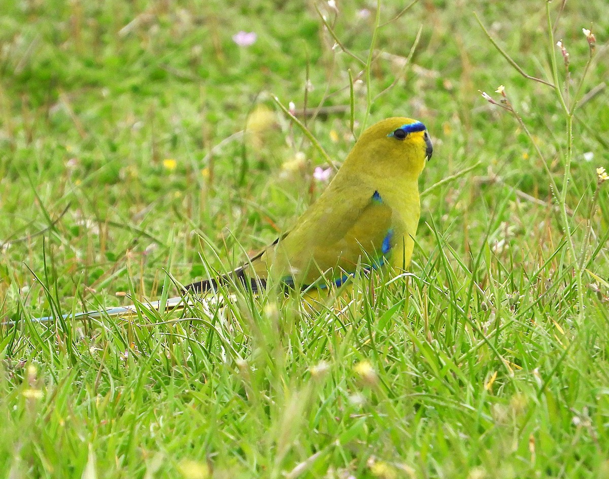 Elegant Parrot - ML641424142