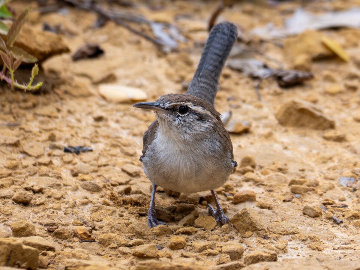 Bewick's Wren - ML641424154