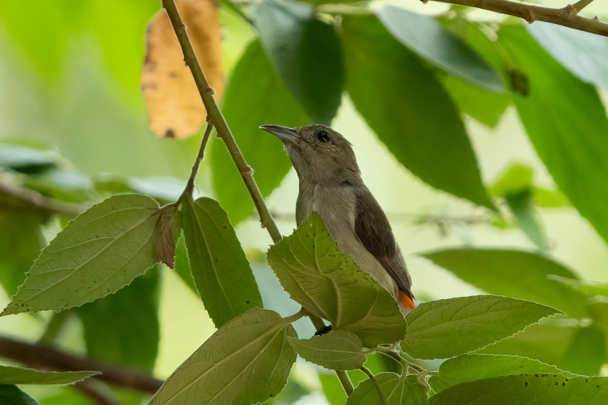 Scarlet-headed Flowerpecker - ML641424162