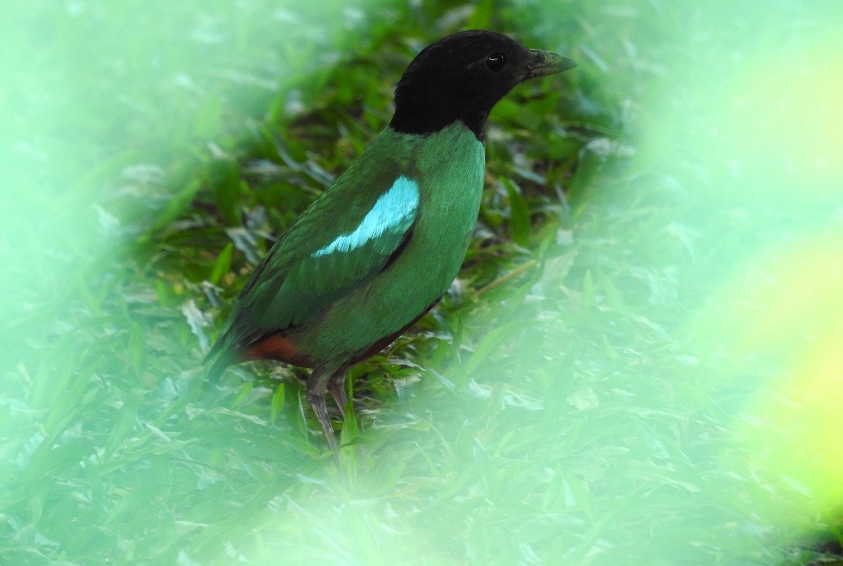 Western Hooded Pitta (Sunda) - ML641424188