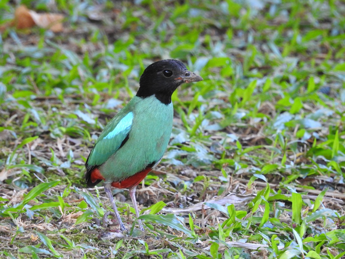 Western Hooded Pitta (Sunda) - ML641424189