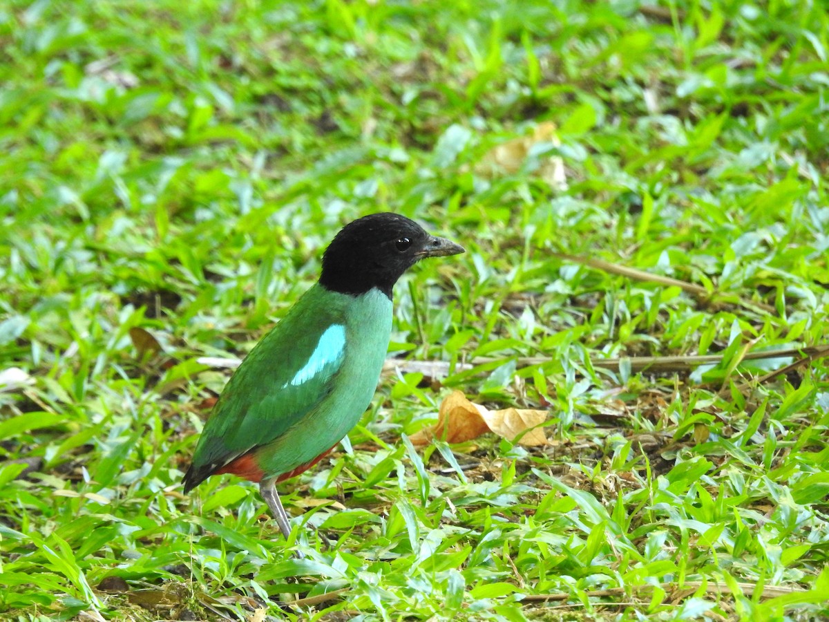 Western Hooded Pitta (Sunda) - ML641424190