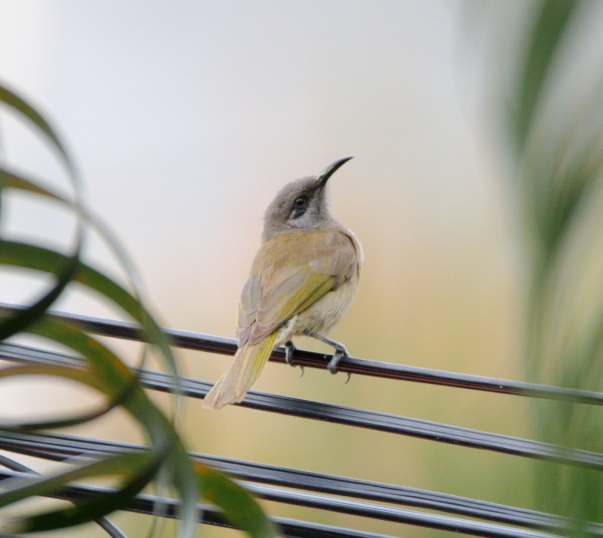 Dark-brown Honeyeater - ML641424203