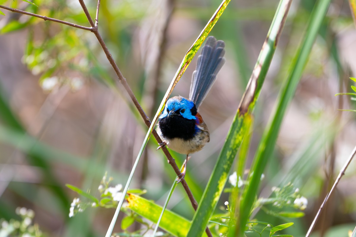 Variegated Fairywren - ML641424215