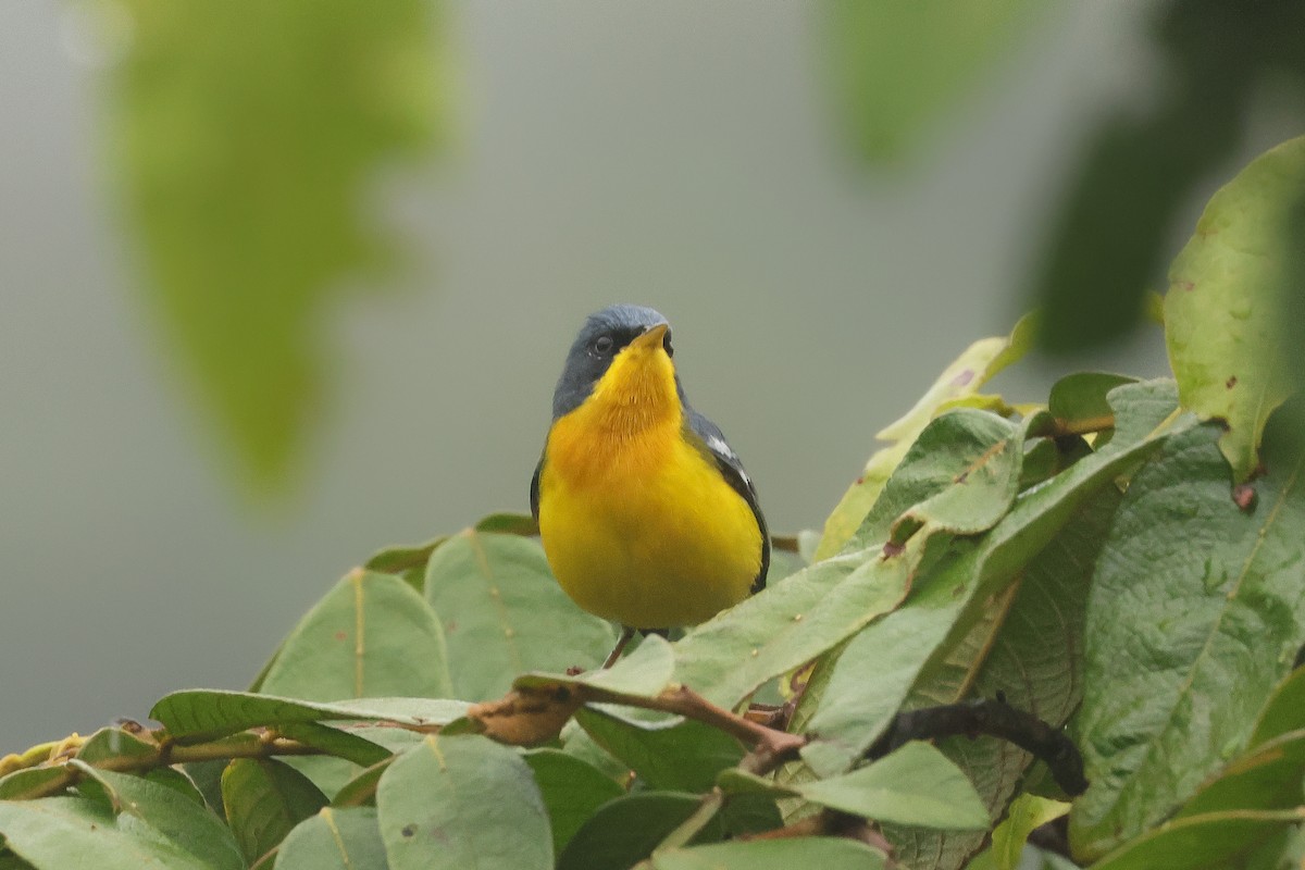 Tropical Parula - ML641424260
