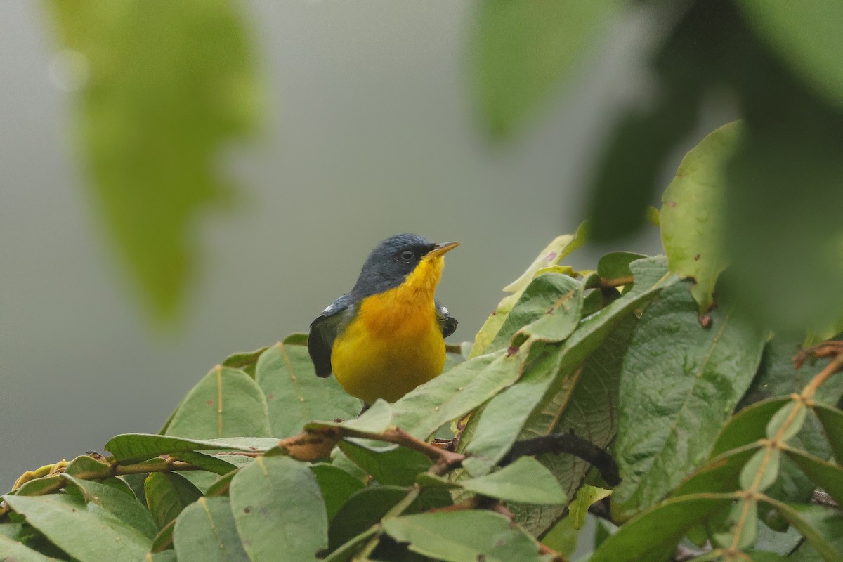 Tropical Parula - ML641424261