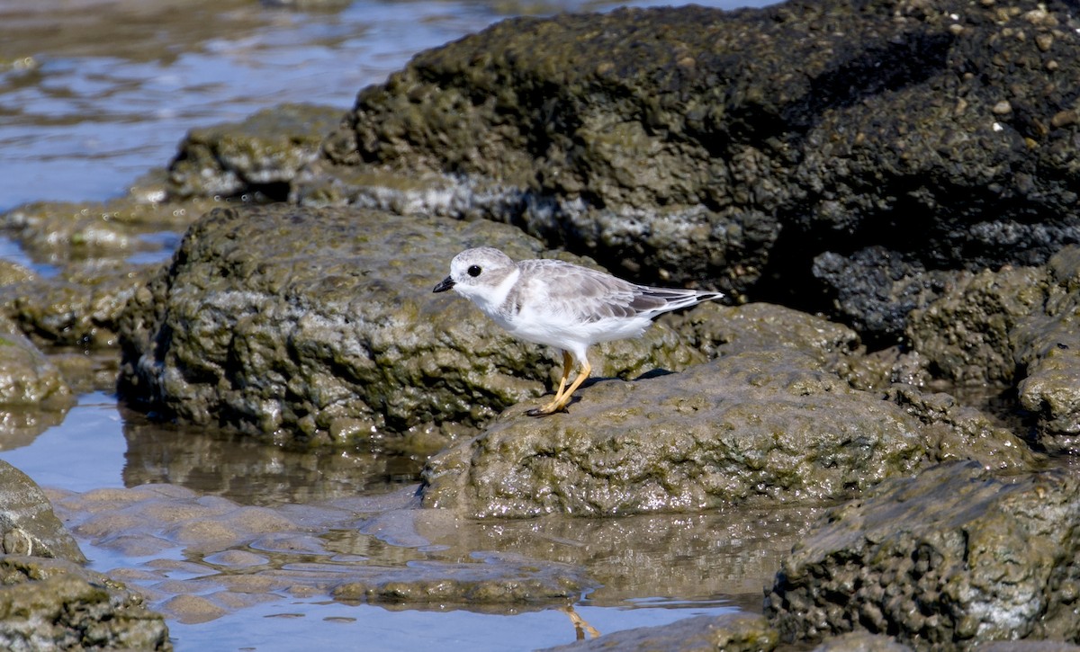 Piping Plover - ML641424276