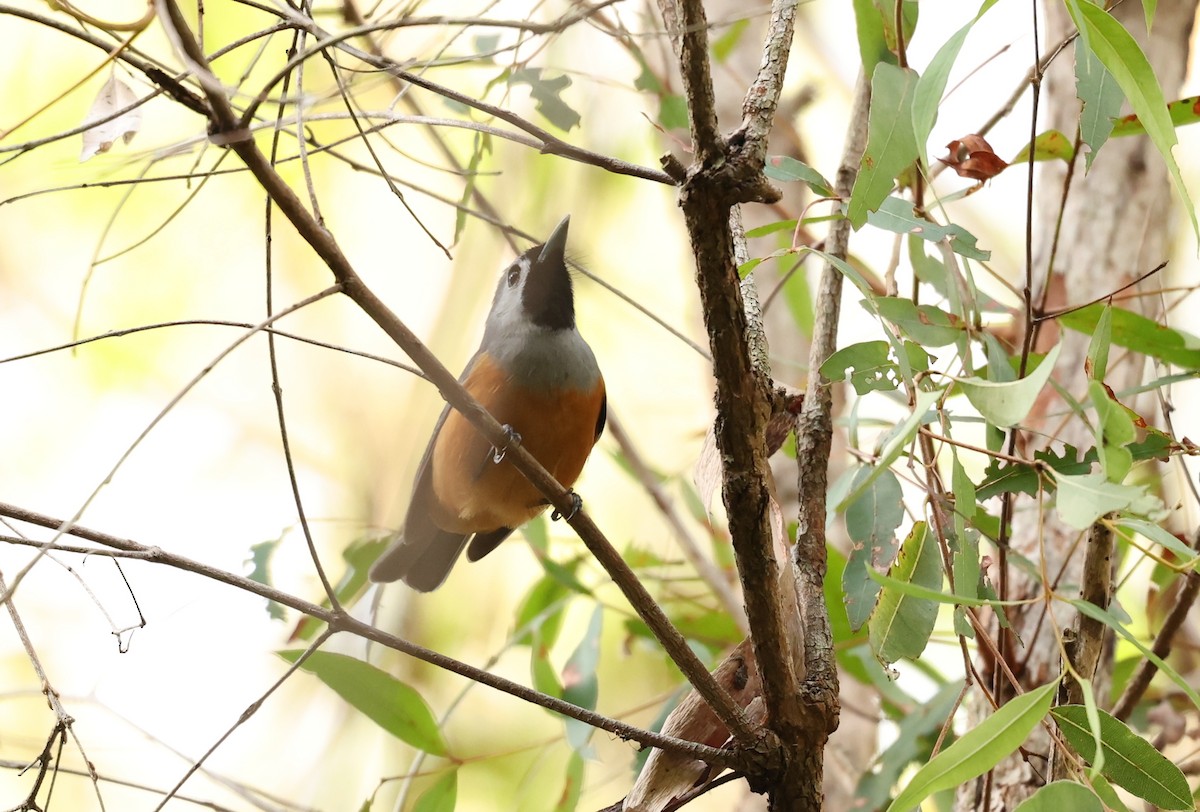 Black-faced Monarch - ML641424291