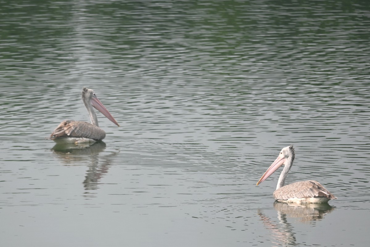 Spot-billed Pelican - ML641424298