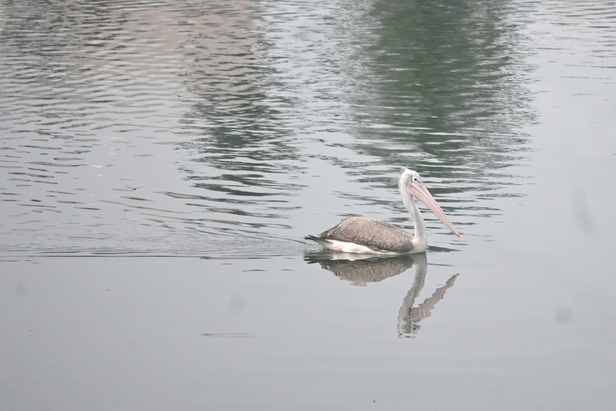 Spot-billed Pelican - ML641424299