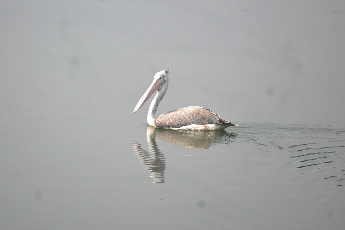 Spot-billed Pelican - ML641424300