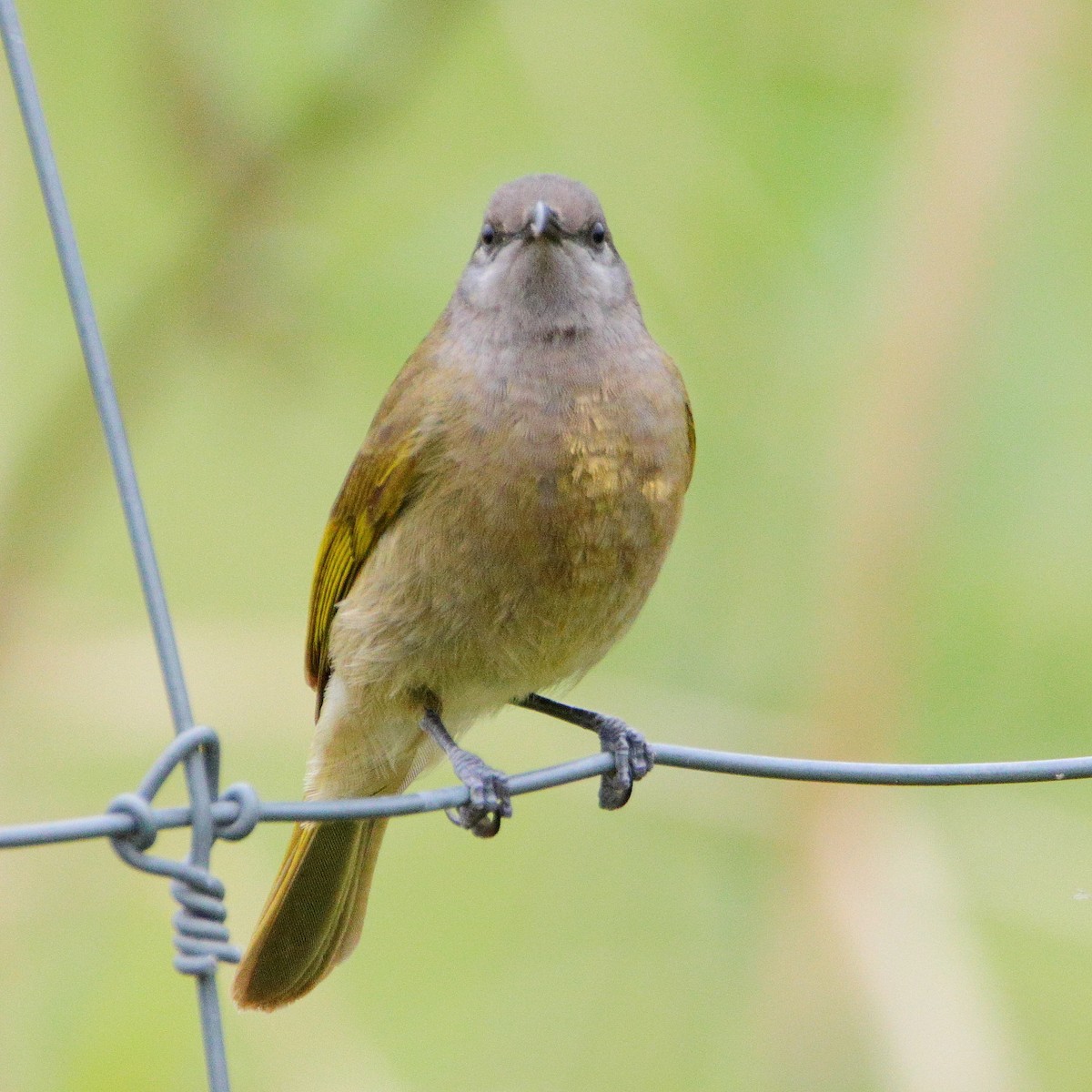 Dark-brown Honeyeater - ML641424306