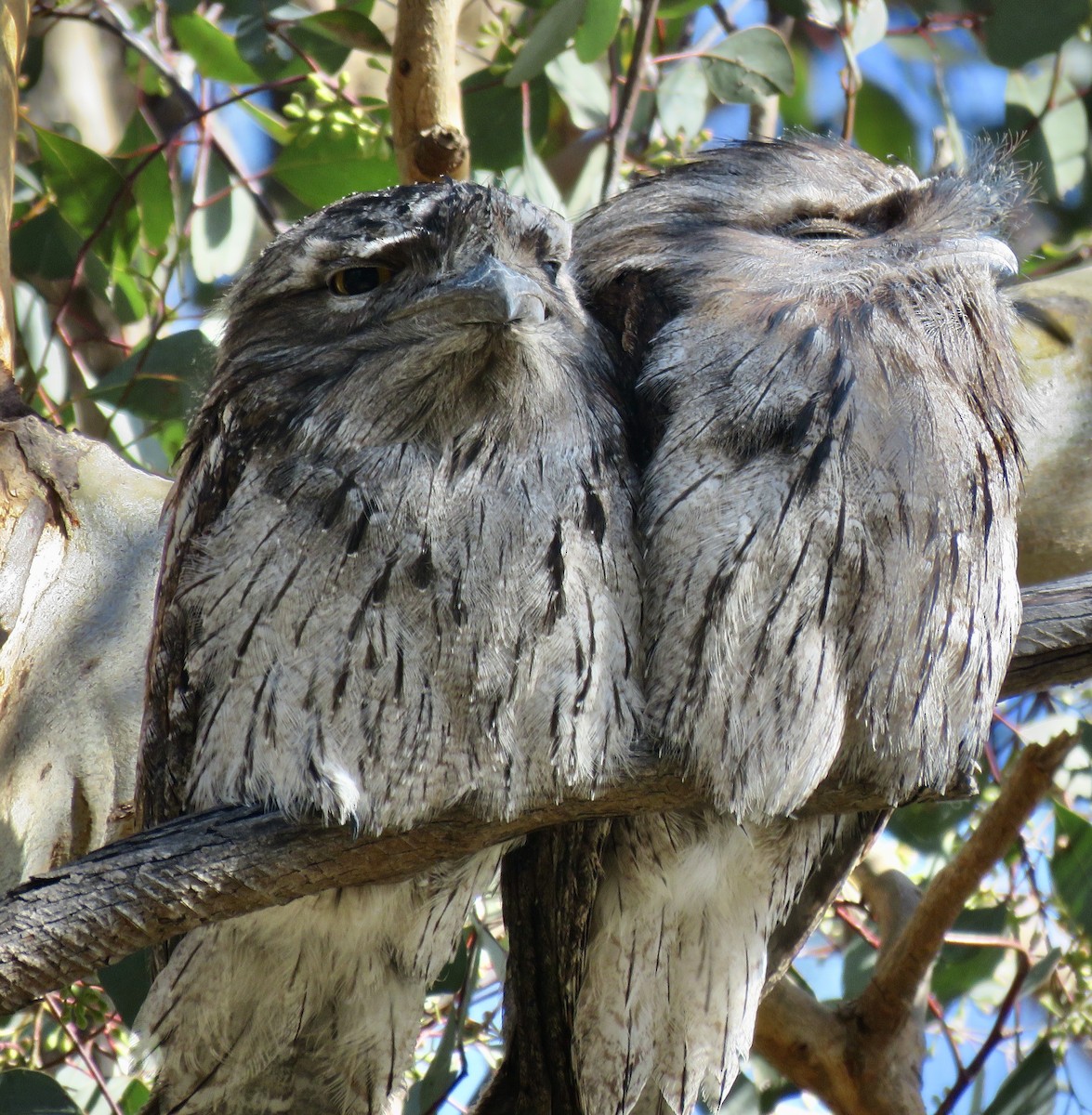 Tawny Frogmouth - ML641424339