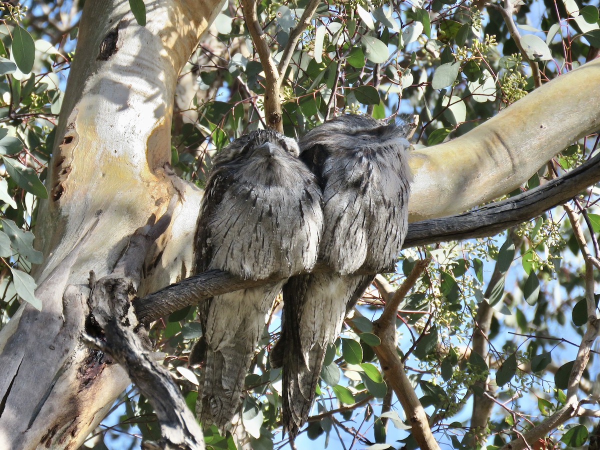 Tawny Frogmouth - ML641424340