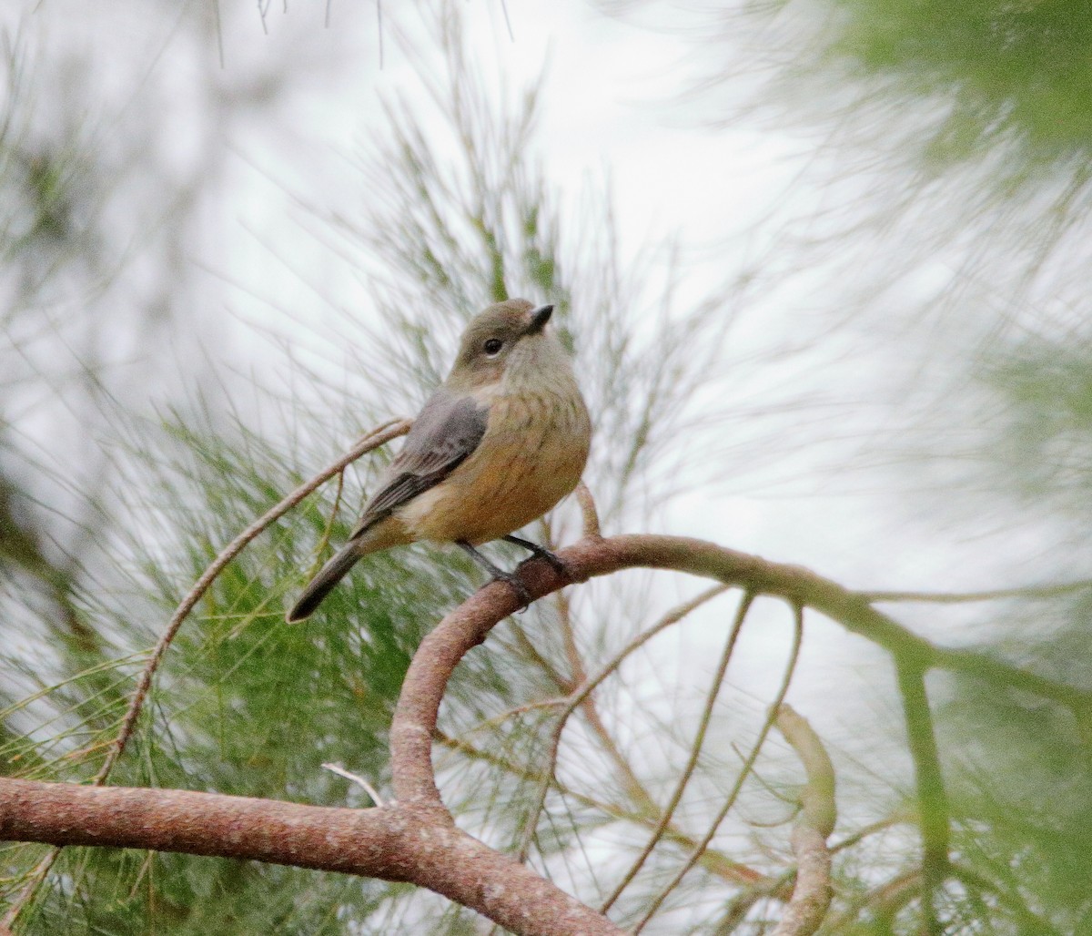 Rufous Whistler - ML641424346