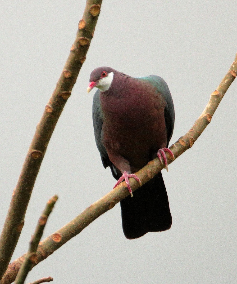 Metallic Pigeon - ML641424350