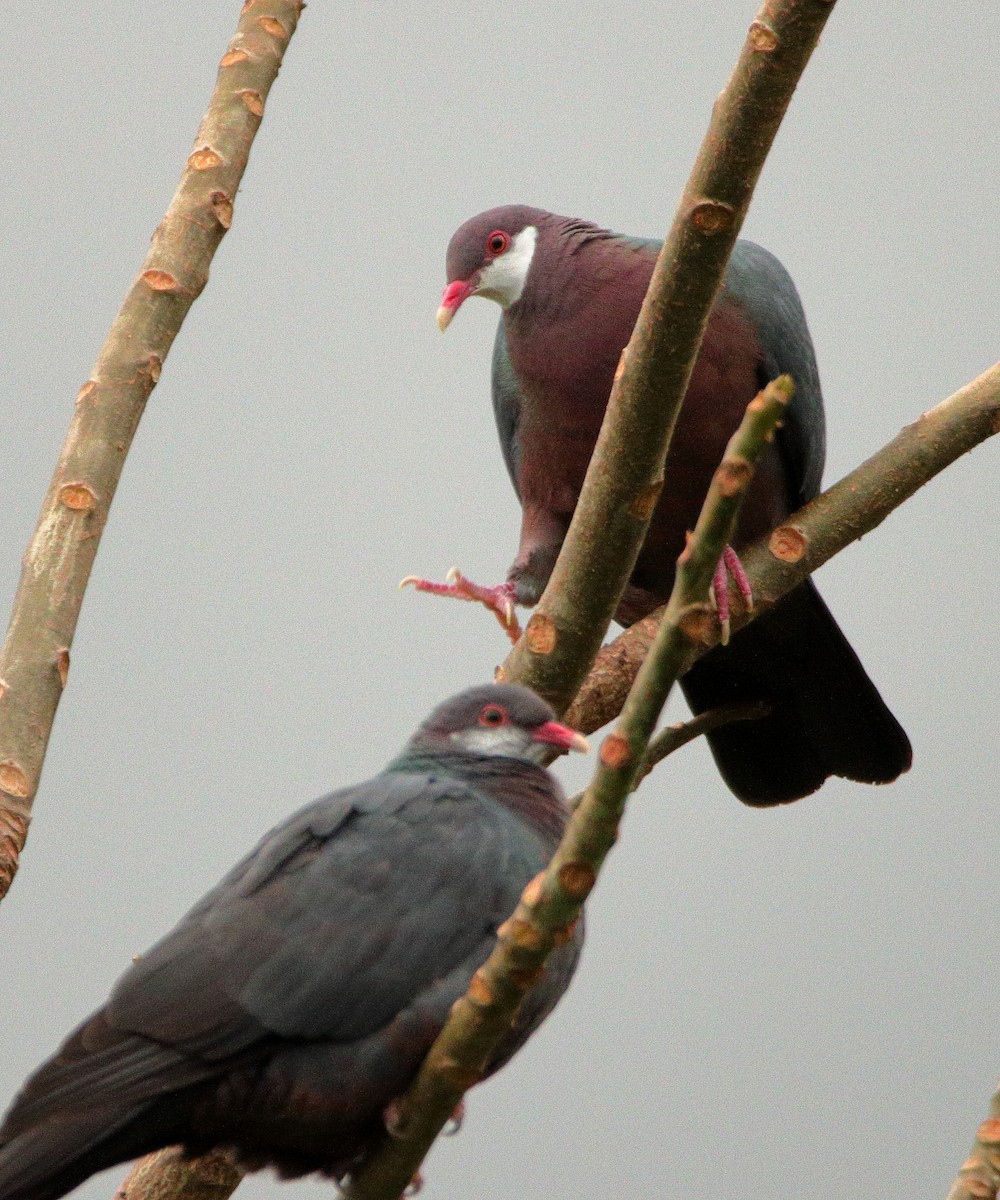 Metallic Pigeon - ML641424351