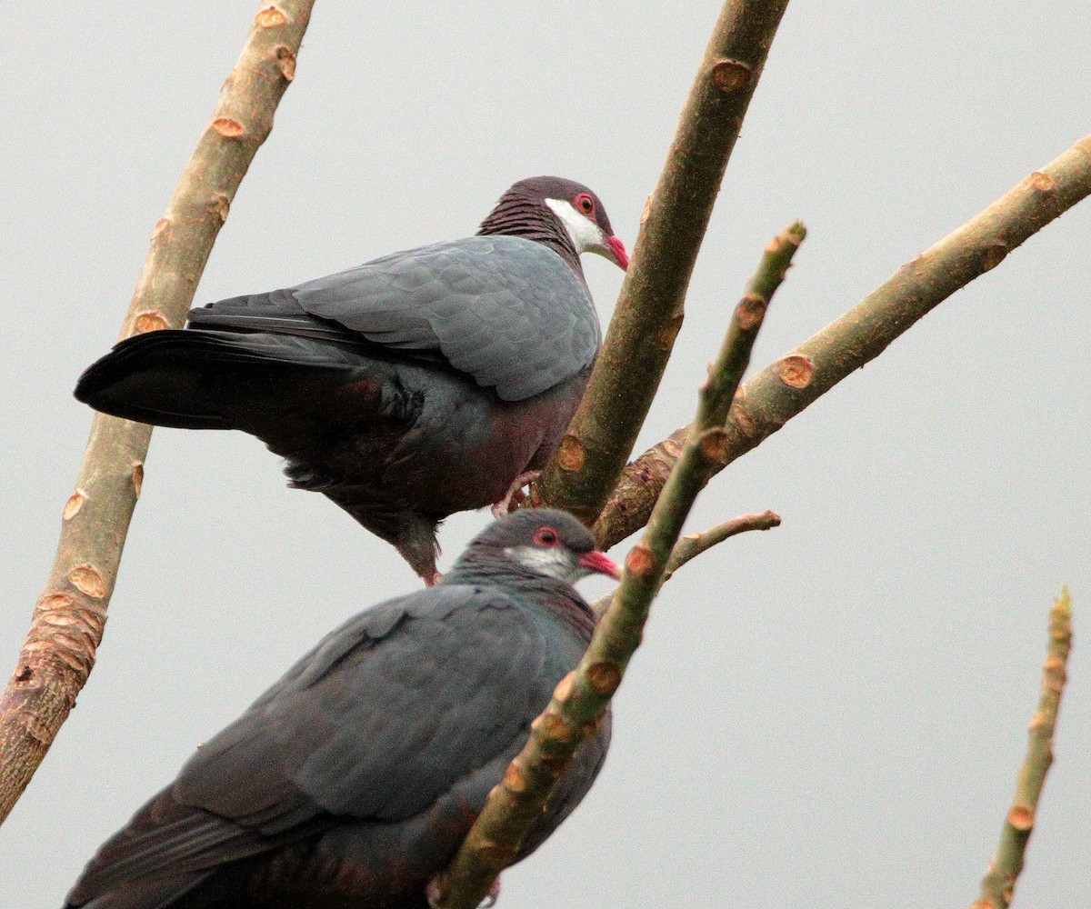 Metallic Pigeon - ML641424352