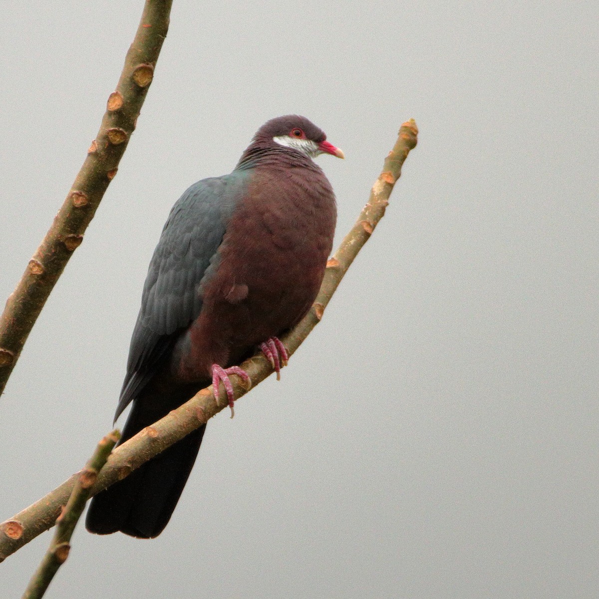 Metallic Pigeon - ML641424353