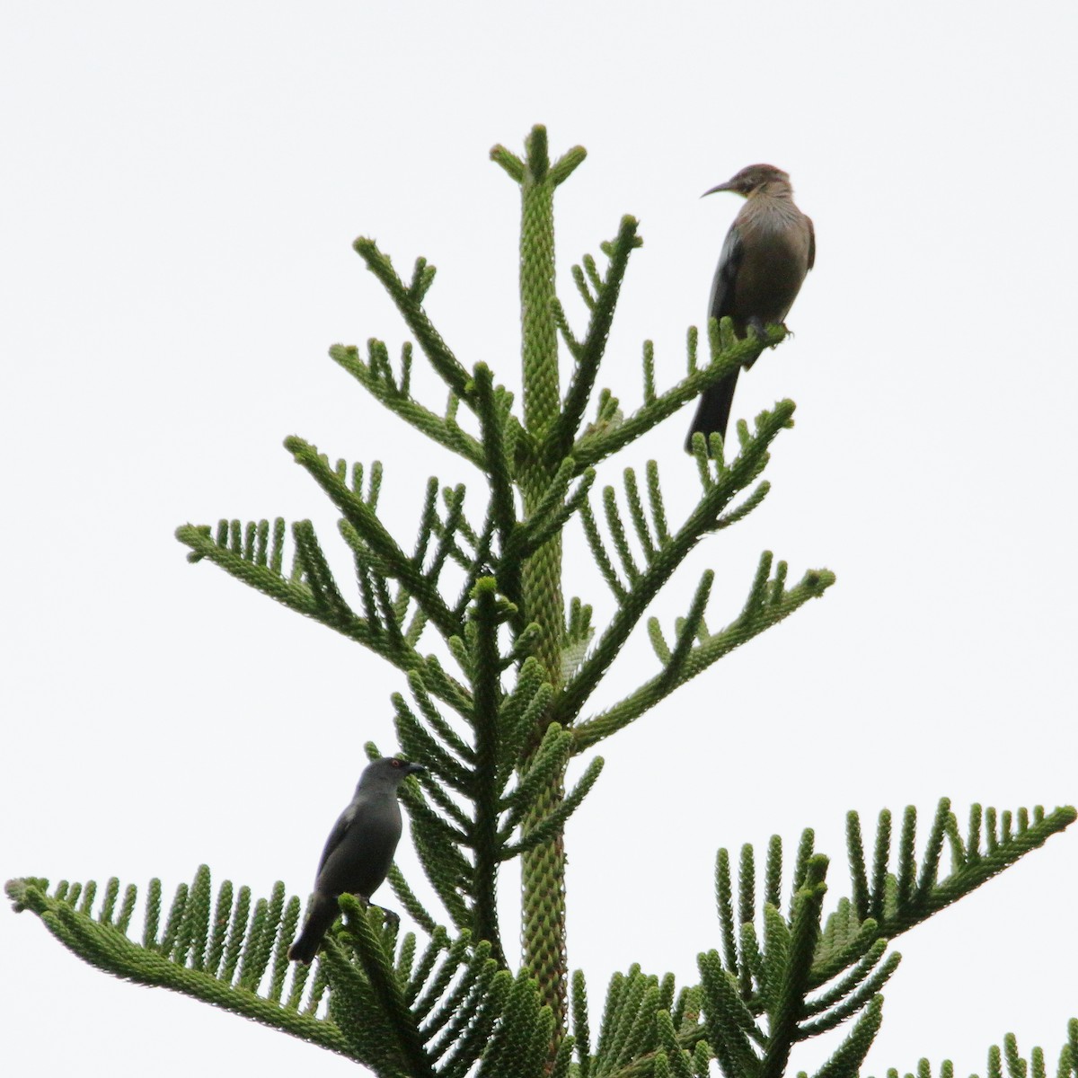 New Caledonian Friarbird - ML641424359