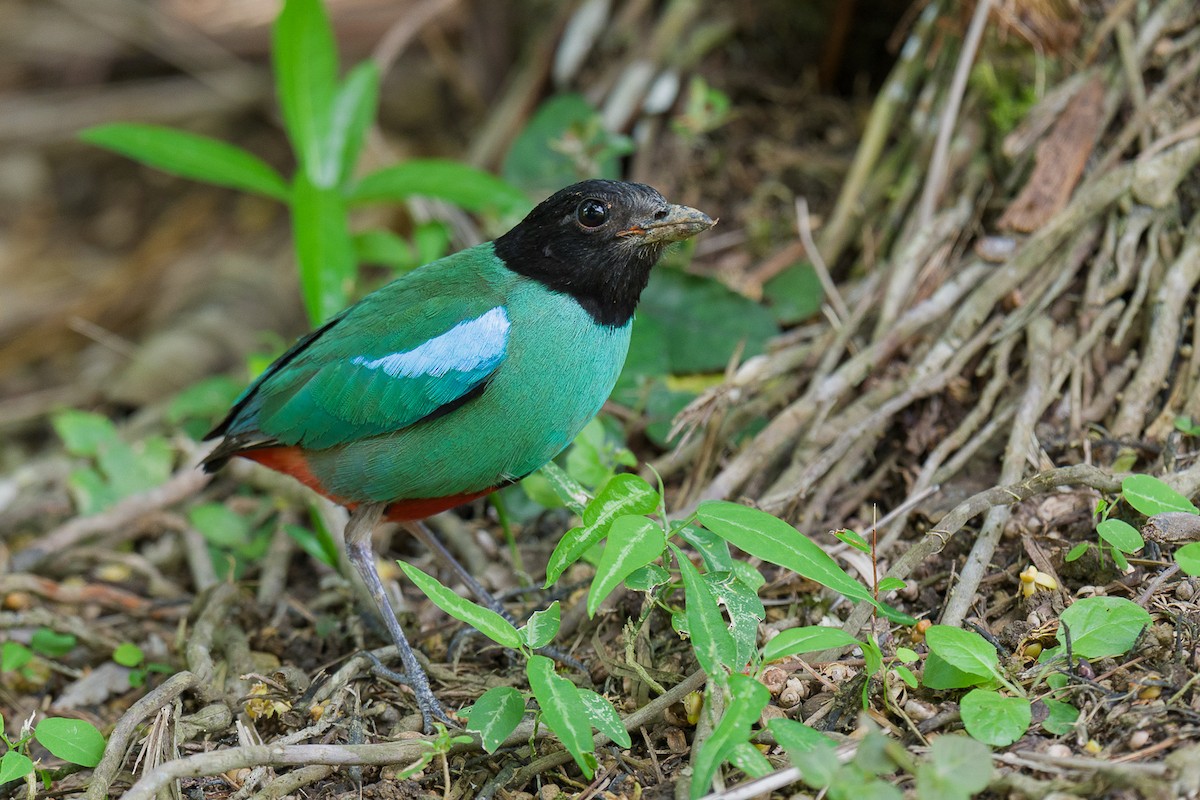 Western Hooded Pitta (Sunda) - ML641424369