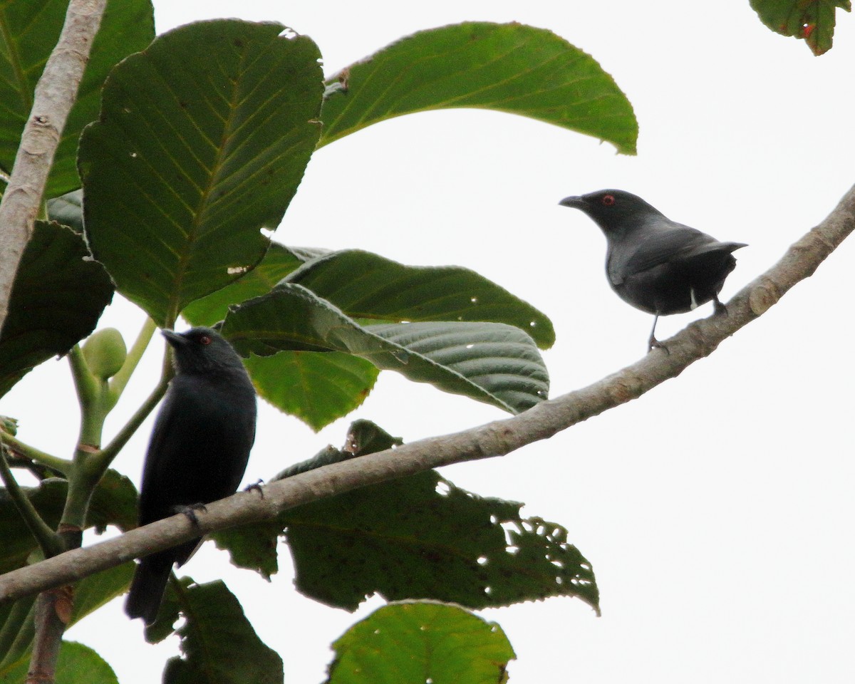 Striated Starling - ML641424381