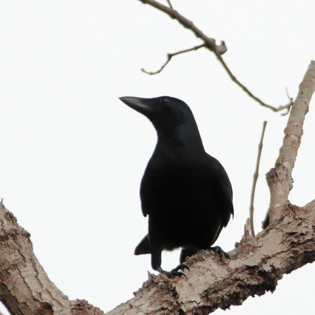 New Caledonian Crow - ML641424383