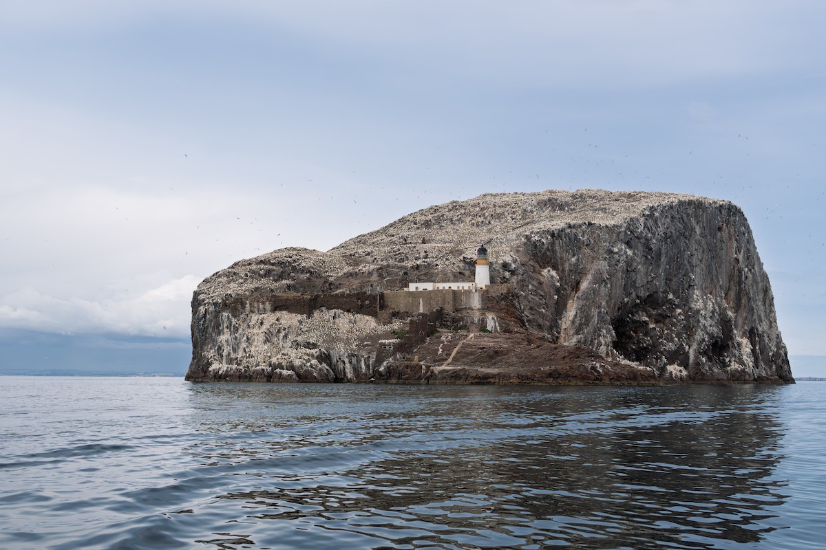 Northern Gannet - ML641424413