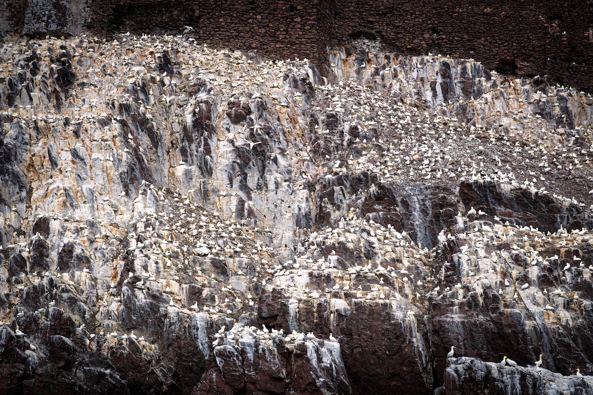 Northern Gannet - ML641424433