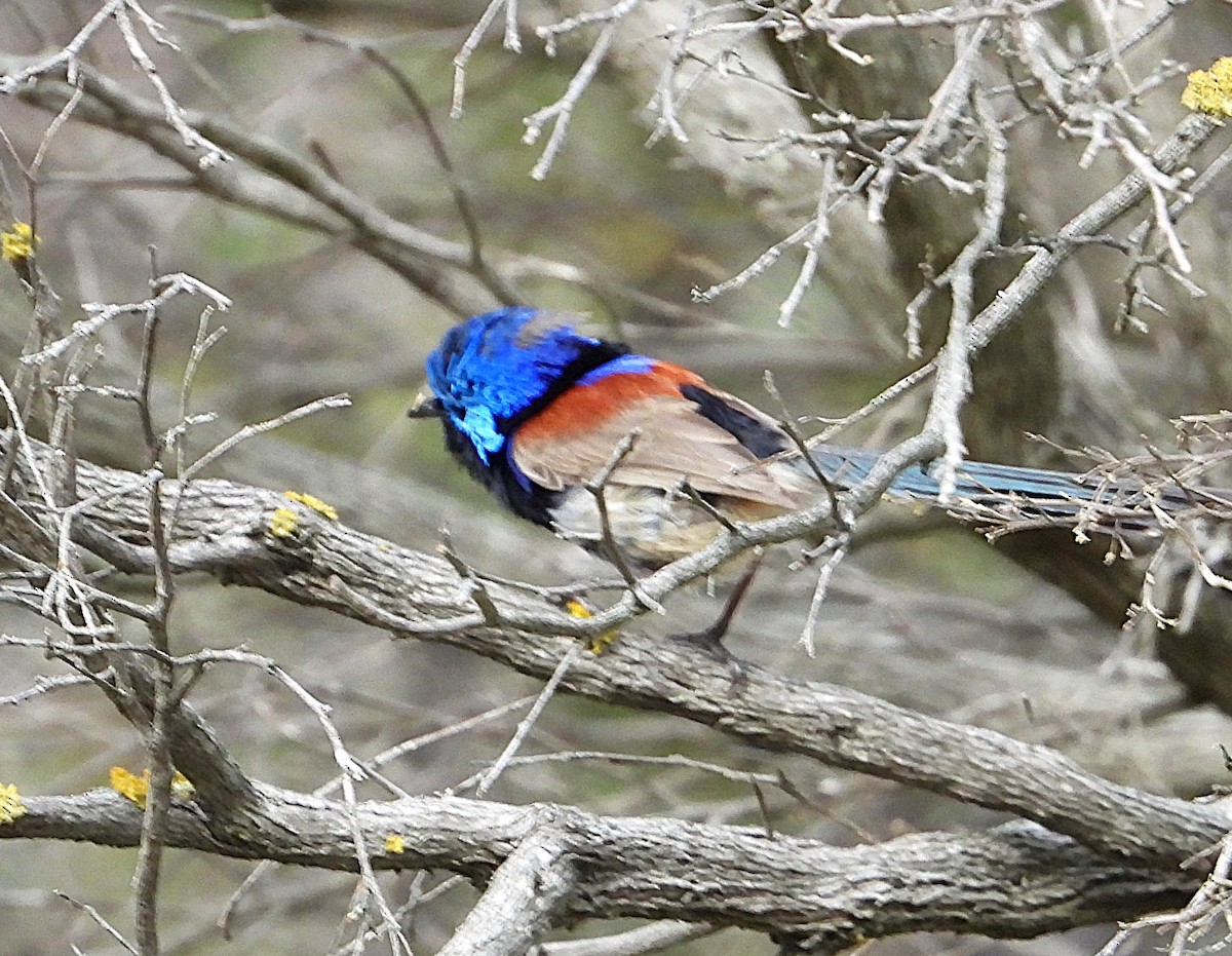 Purple-backed Fairywren - ML641424446