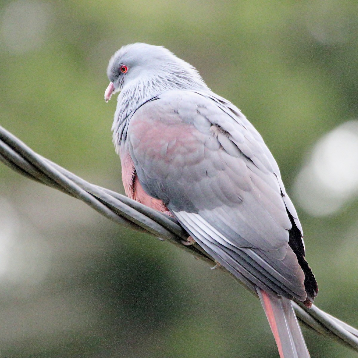 New Caledonian Imperial-Pigeon - ML641424535