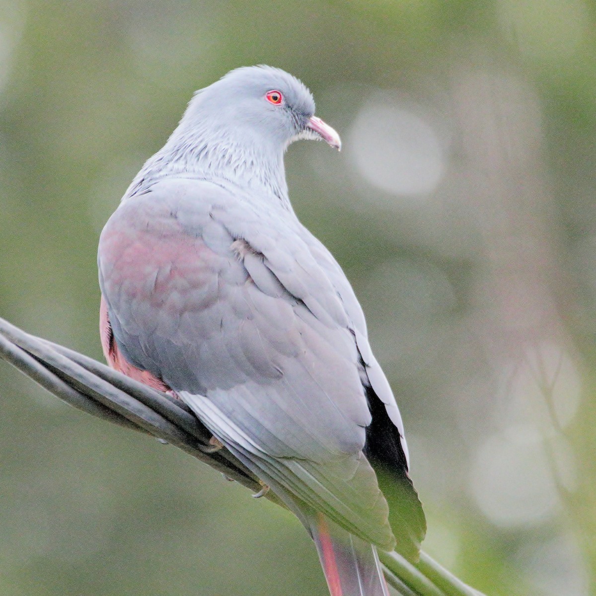 New Caledonian Imperial-Pigeon - ML641424536