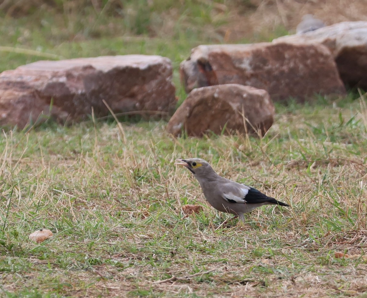 Wattled Starling - ML641424544