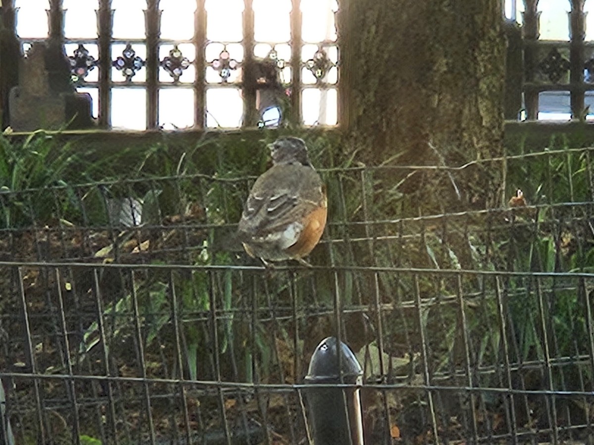 American Robin - ML641424550