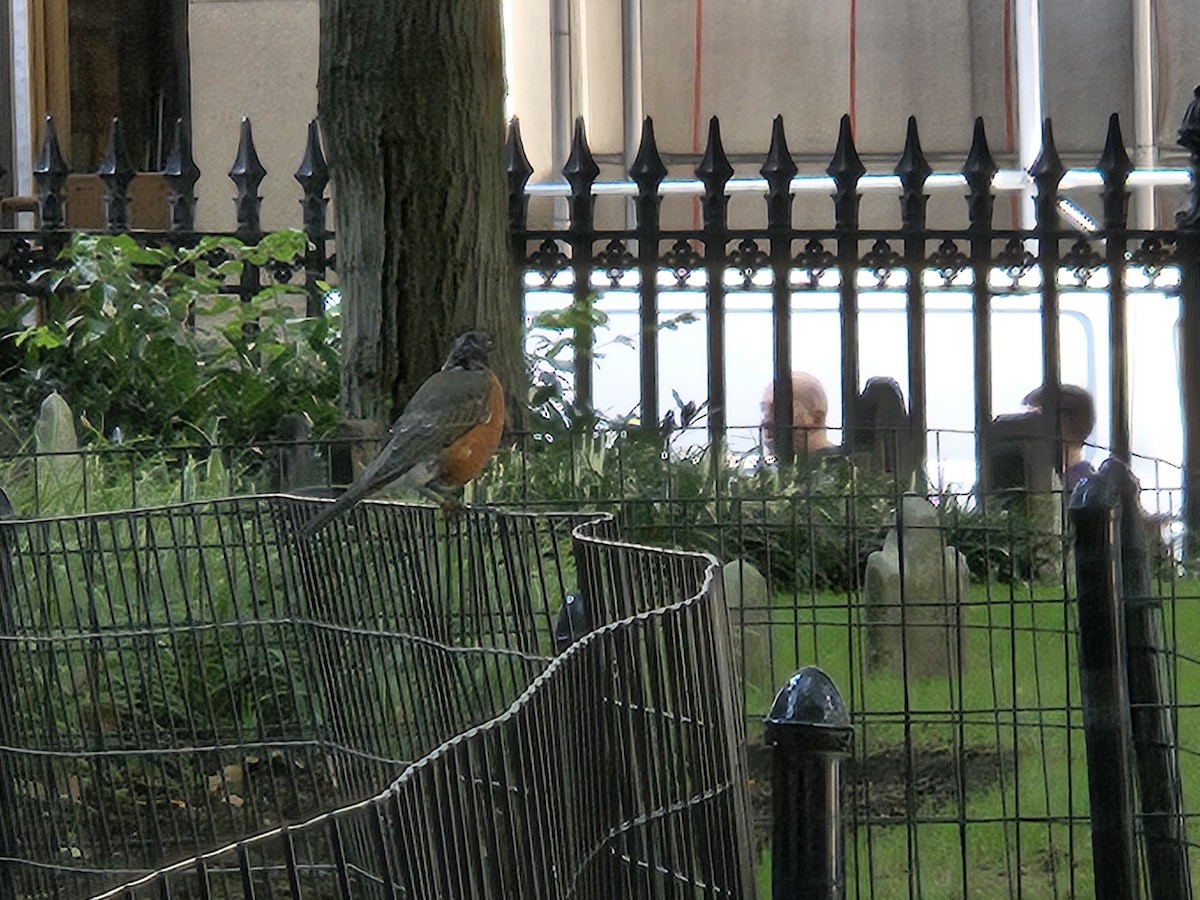 American Robin - ML641424551