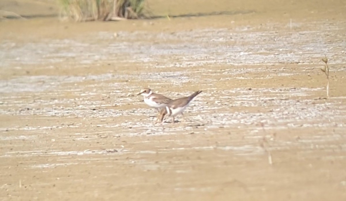 Little Ringed Plover - ML641424553