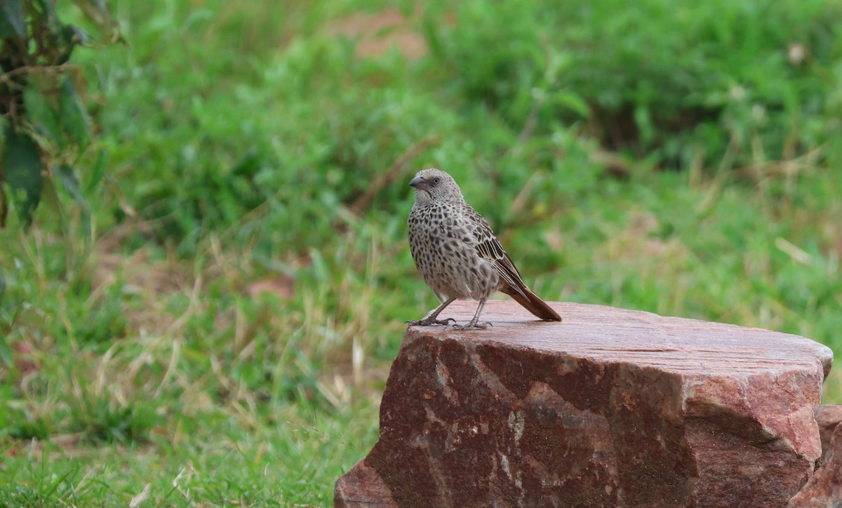 Rufous-tailed Weaver - ML641424561