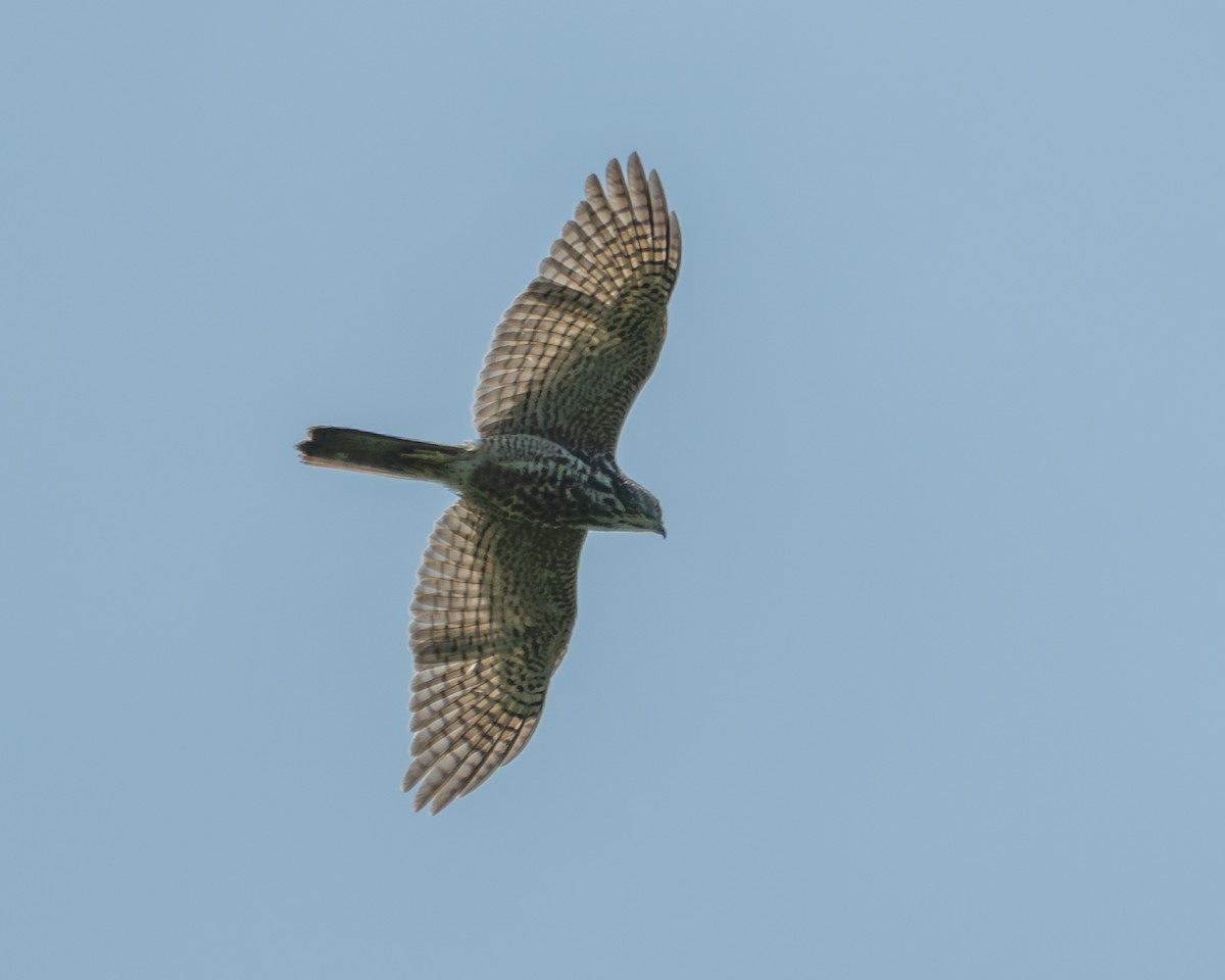 Shikra - ML641424586