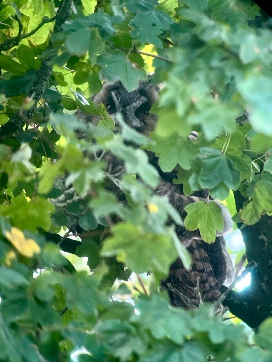 Long-eared Owl - ML641424596