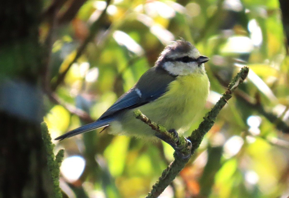 Eurasian Blue Tit - ML641424611