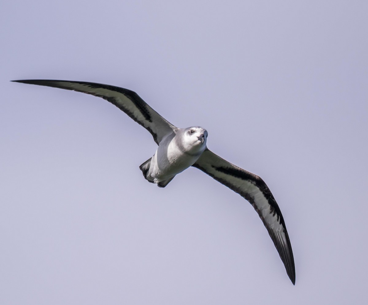 Black-winged Petrel - ML641424643