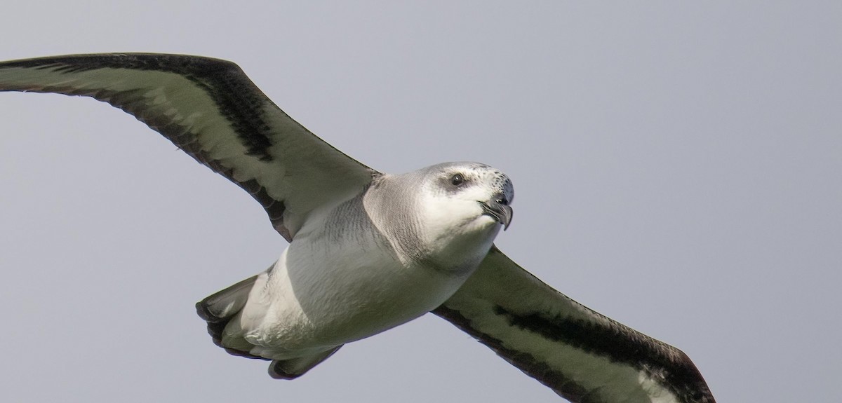 Black-winged Petrel - ML641424644