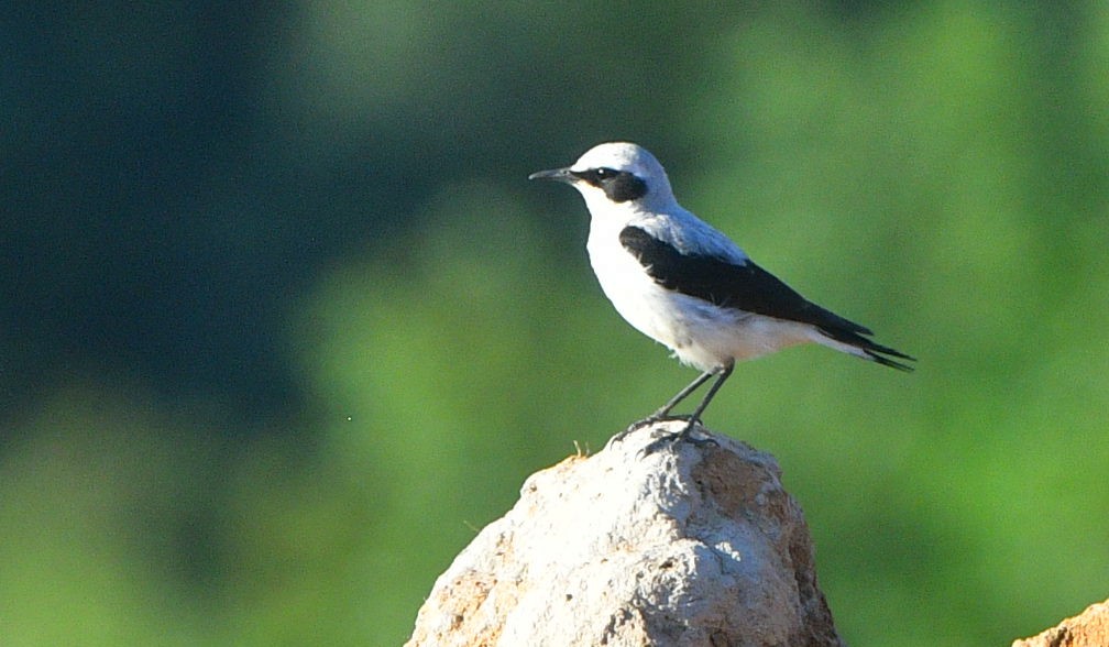 Buztanzuri arrunta - ML641424708