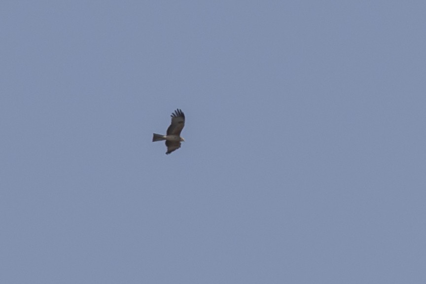 Square-tailed Kite - ML641424732