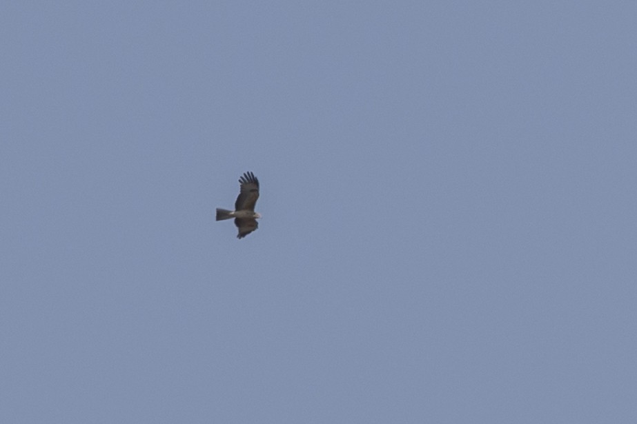 Square-tailed Kite - ML641424733