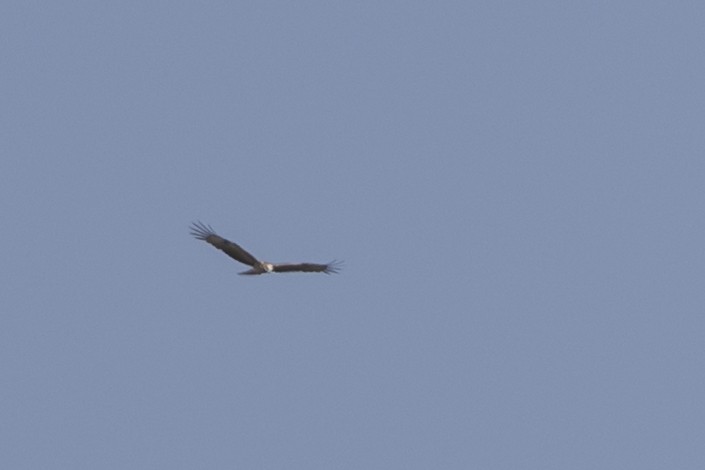 Square-tailed Kite - ML641424735