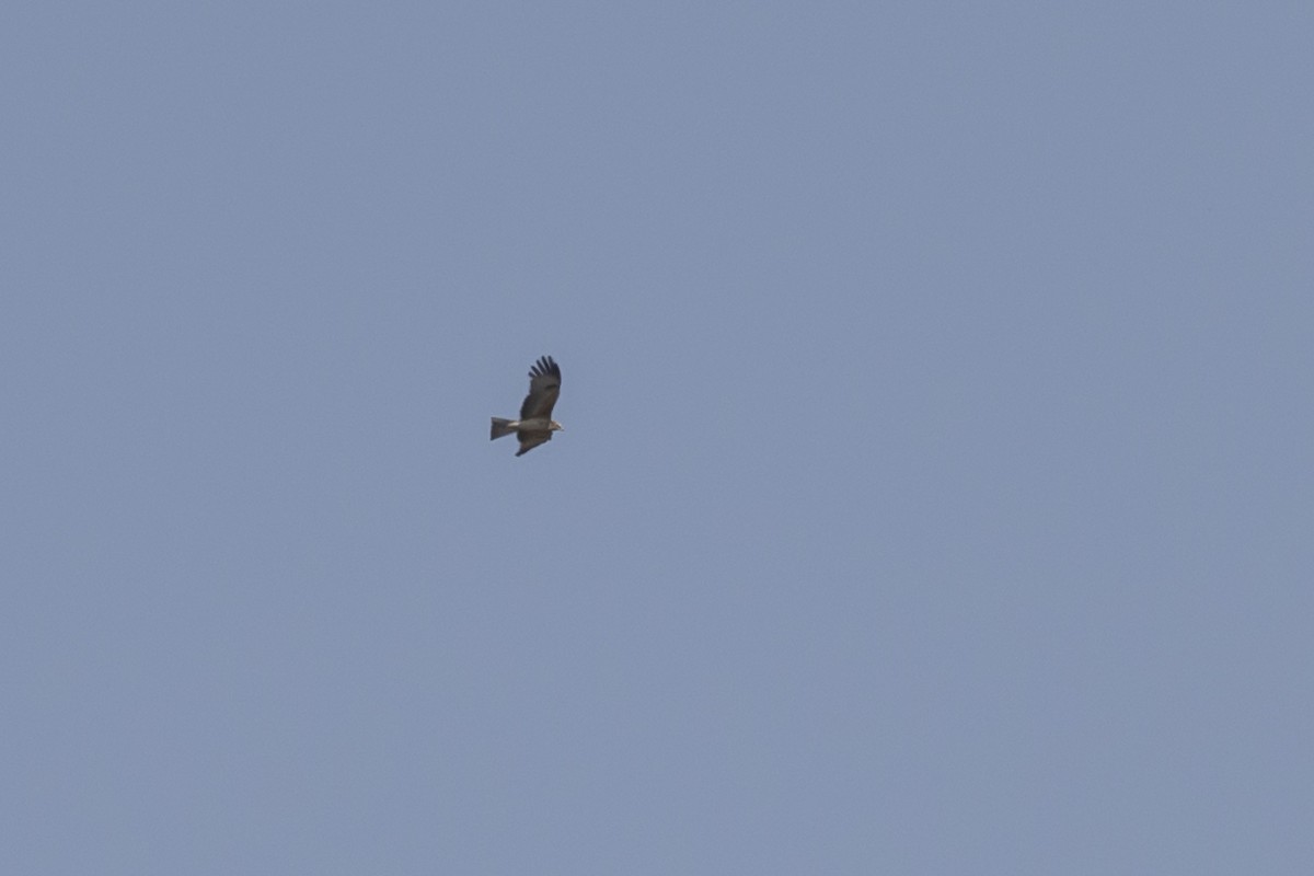 Square-tailed Kite - ML641424737