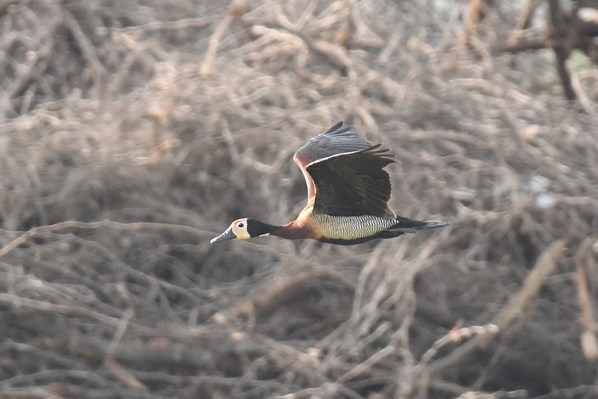 White-faced Whistling-Duck - ML641424768