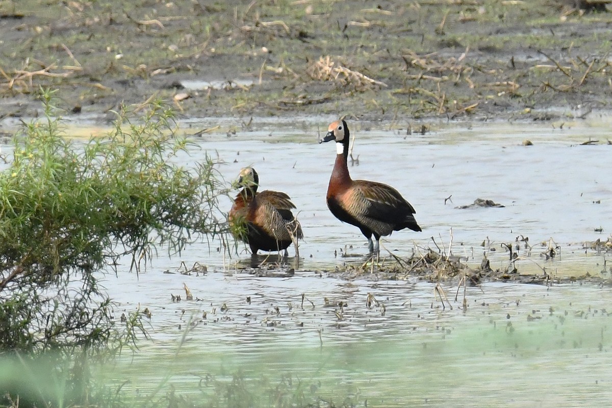 White-faced Whistling-Duck - ML641424769