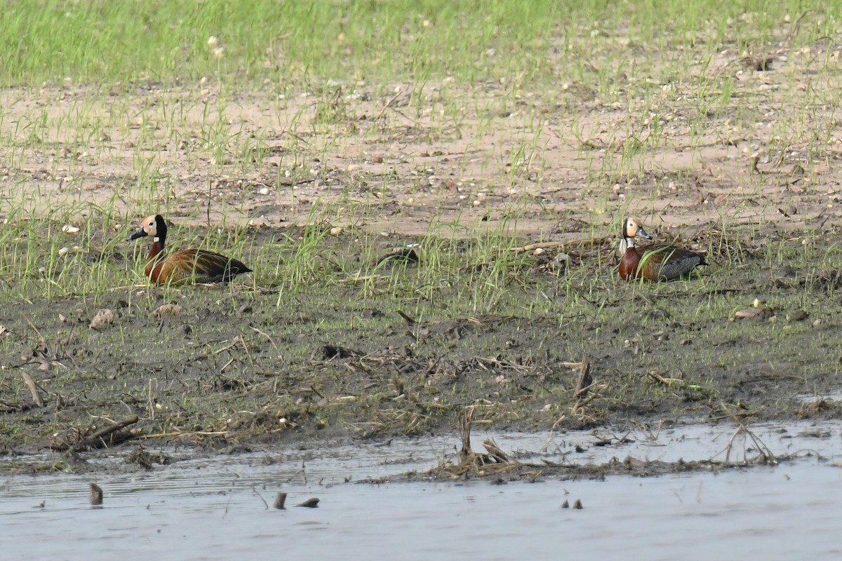 White-faced Whistling-Duck - ML641424770